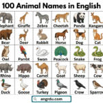 A to Z Animal Names with Images