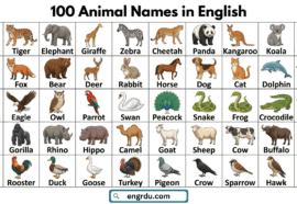 A to Z Animal Names with Images