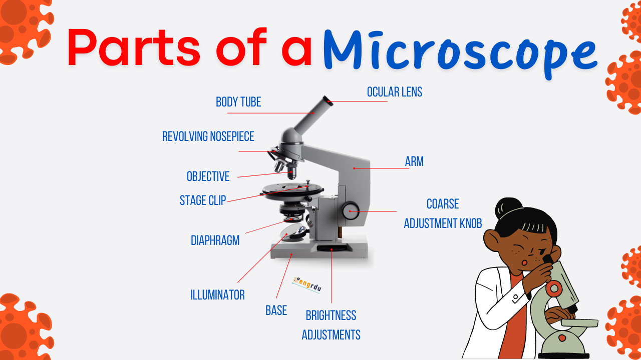 Parts of a Microscope with Usage