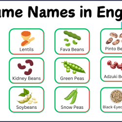 Legumes Name in English with Helpful Images