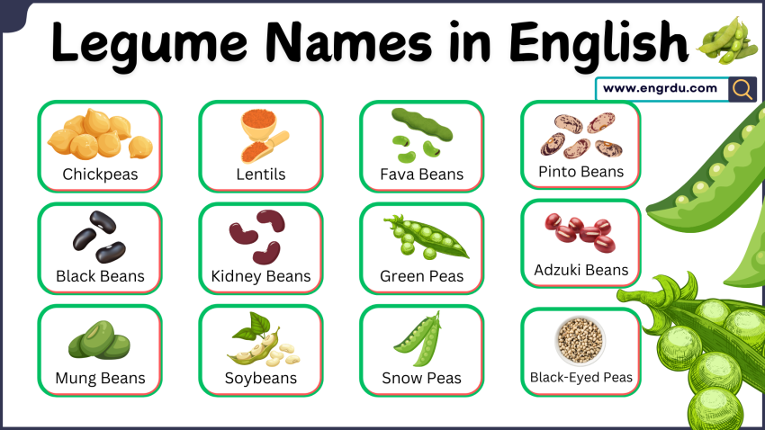 Legumes Name in English with Helpful Images