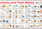 Animals and Their Babies Names with Images in English