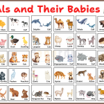 Animals and Their Babies Names with Images in English