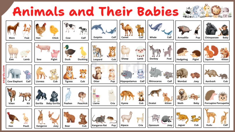 Animals and Their Babies Names with Images in English