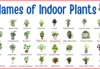 50 Indoor Plants Names in English with Images