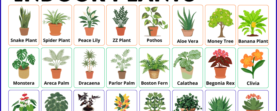 Indoor Plants Names in English