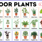 Indoor Plants Names in English