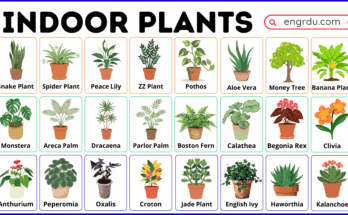 Indoor Plants Names in English