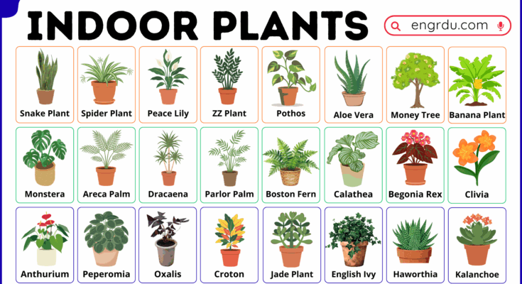 Indoor Plants Names in English