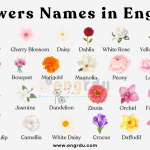 Flowers Names in English with Pictures | 100 Flower Names