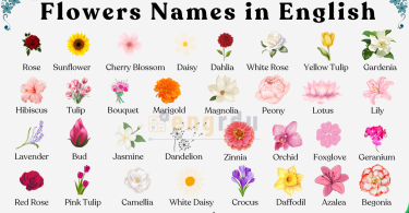 Flowers Names in English with Pictures | 100 Flower Names