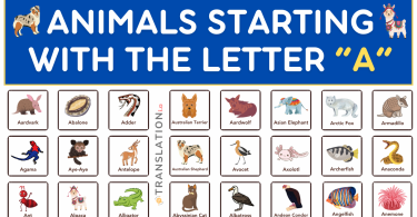 Animals Names That Start with the letter A