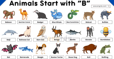30+ Animals That Start with B in English with Pictures
