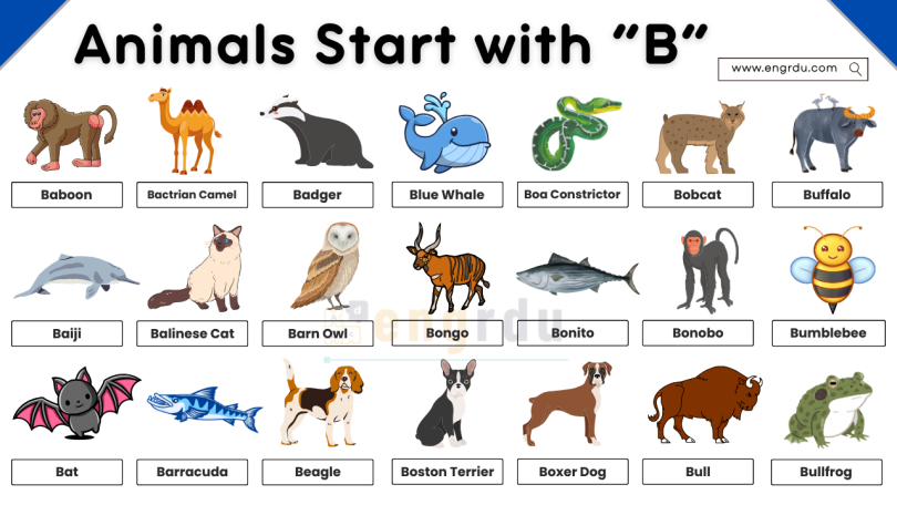 ANIMALS THAT START WITH B visual data 2