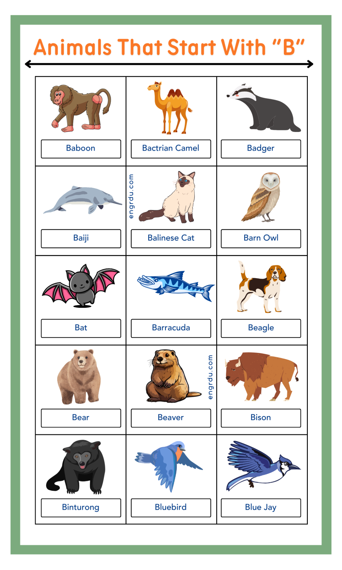 30+ Animals That Start with B in English with Pictures - Engrdu