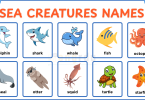 Sea Creatures Names for Kids​ in English with Pictures