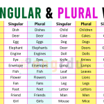 250 Singular and Plural Words Examples in English