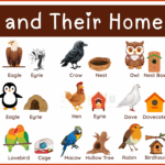 Bird and House Names: Learn 100+ Birds and Their Homes