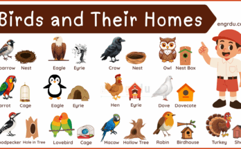 Bird and House Names: Learn 100+ Birds and Their Homes