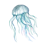 Jellyfish As a Water Animal