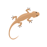 Lizard as a Pet