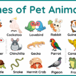 Pet Animals Name in English with Their Pictures