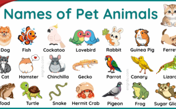 Pet Animals Name in English with Their Pictures