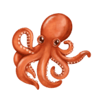 Octopus As a Water Animal