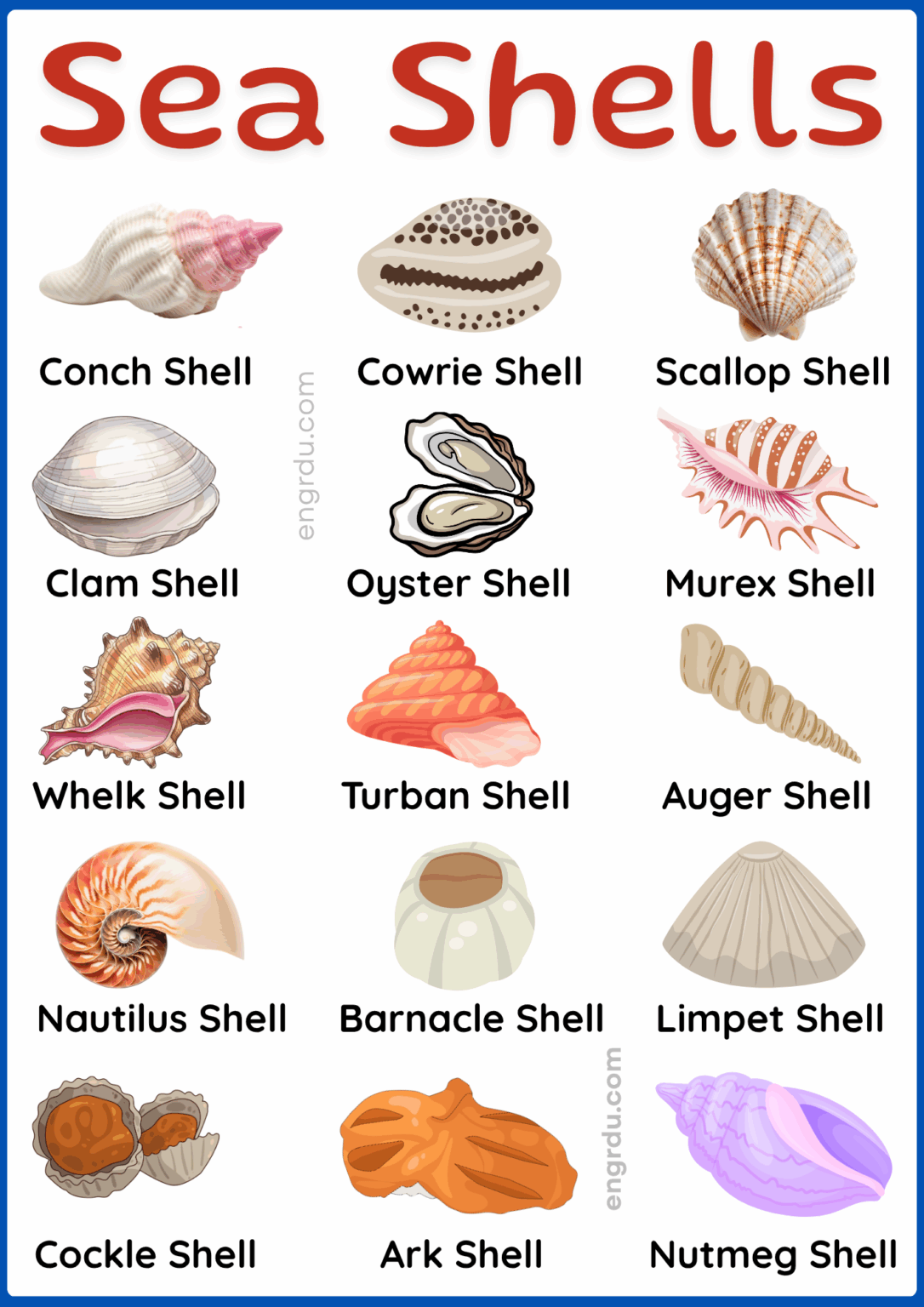 Name Of Sea Shells With Types And Pictures Engrdu Name Of Sea Shells With Types And Pictures Engrdu