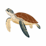 Sea Turtle As a Water Animal