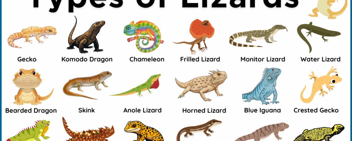Lizards Names in English with Pictures and Types