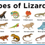 Lizards Names in English with Pictures and Types