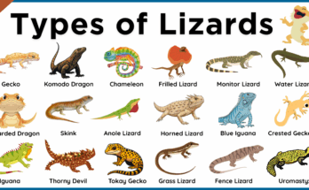 Lizards Names in English with Pictures and Types