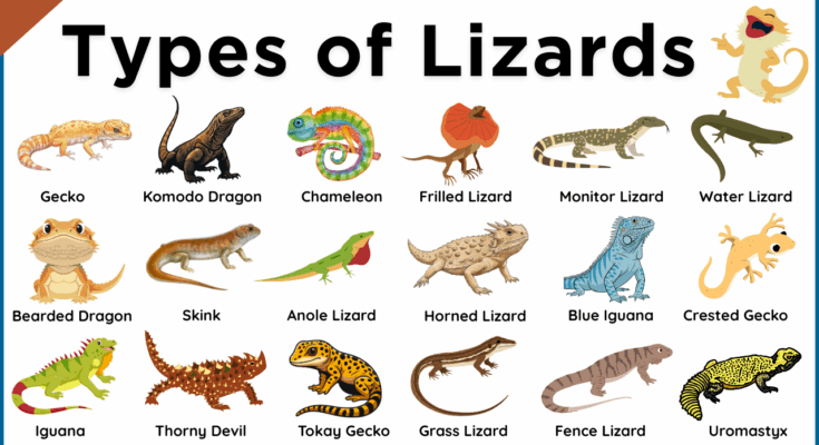 Lizards Names in English with Pictures and Types