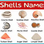 Name of Sea Shells with Types and Pictures