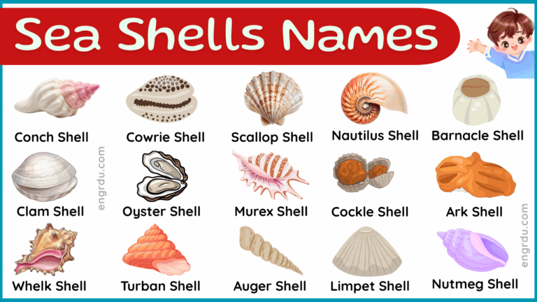 Name of Sea Shells with Types and Pictures - Engrdu