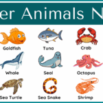 Water Animals Name in English with Their Pictures