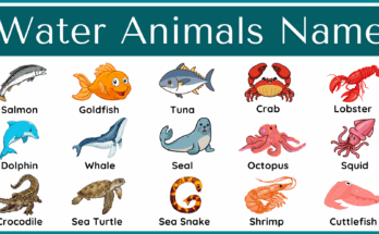 Water Animals Name in English with Their Pictures
