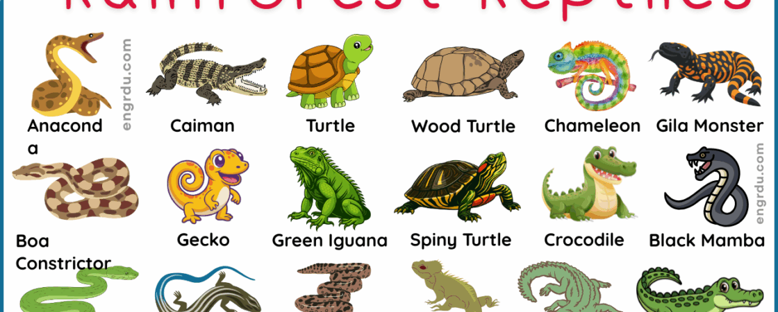 Rainforest Reptiles Names in English with Pictures