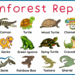Rainforest Reptiles Names in English with Pictures