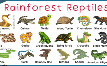 Rainforest Reptiles Names in English with Pictures