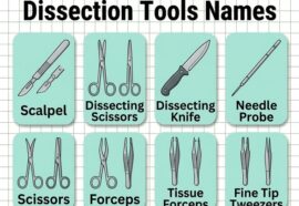 Dissection Tools Names in English with Uses and Pictures