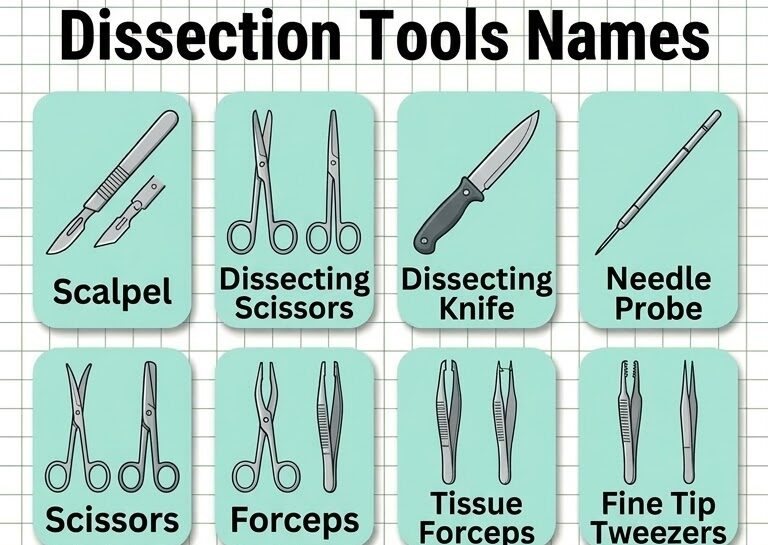 Dissection Tools Names in English with Uses and Pictures