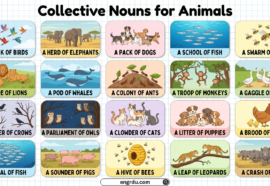 Collective Nouns about Animals