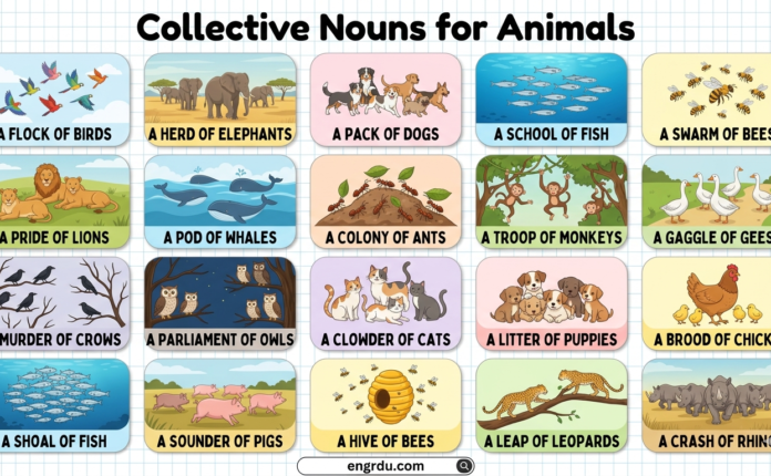 Collective Nouns about Animals