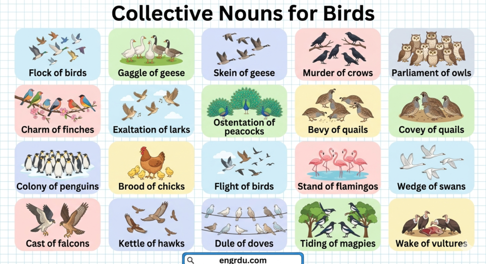 Collective Nouns for Birds in English with Pictures