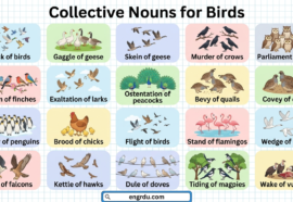 Collective Nouns for Birds in English with Pictures