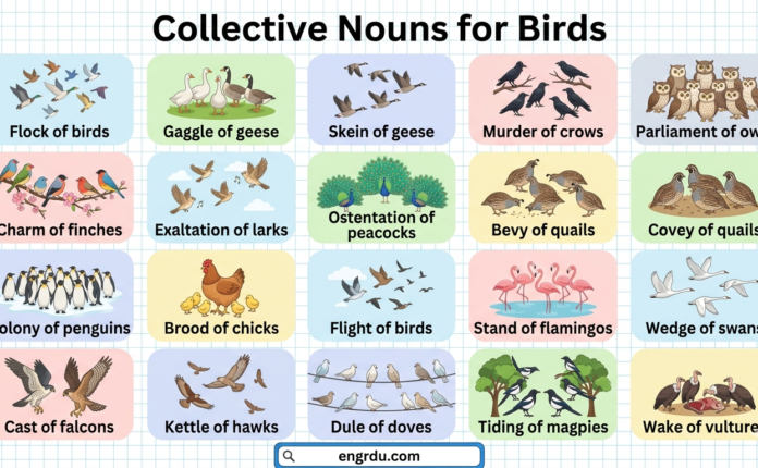 Collective Nouns for Birds in English with Pictures