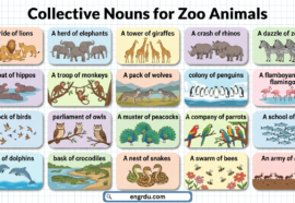 Collective Nouns for Zoo Animals with Their Pictures