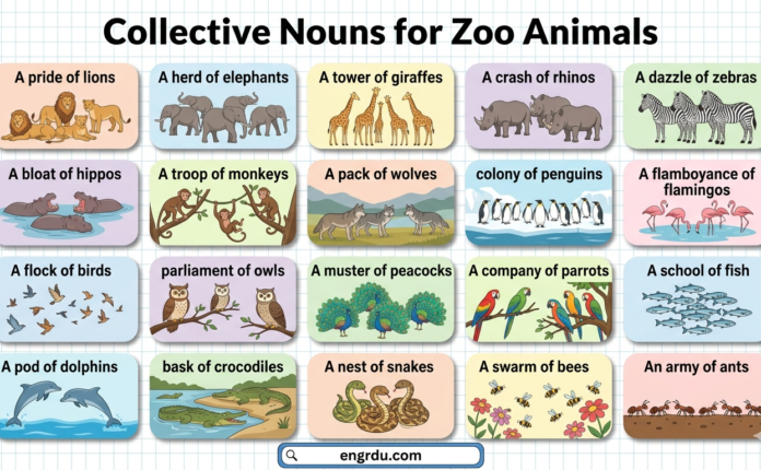 Collective Nouns for Zoo Animals with Their Pictures